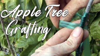 How to Multi-graft onto an Apple Tree