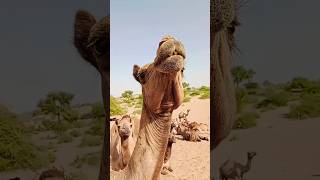 Beautiful youngest female camel face #camels #desi #viral #video #thar #shorts #short