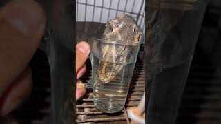 Biawak minum air di gelas #lizard #watermonitor