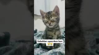 Sabahları uyanmaya çalışırken ben  #short