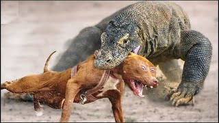 20 Animales Que Se Metieron Con El Oponente Equivocado