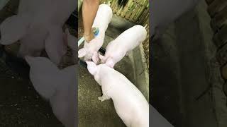 How to Feed Pigs! Nice and easy.