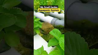 My Small Garden Aquaponic System, #shorts, #aquaponic, #aquaponics