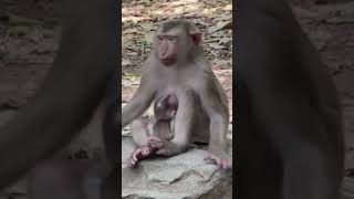 Ever Witnessed a Monkey Contemplating in the  #animals #babyanimal #monkeyforest