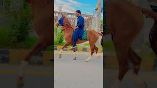 Horse riding #shortvideo #horseracinglovers #horselover #apnatangaracer #all#apna