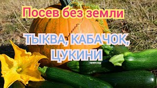 Посев семян тыквы, кабачка и цукини без земли! Отличный способ посева для начинающих огородников!