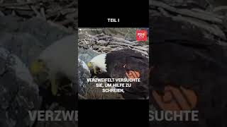 Weißkopfseeadler schützt sein Nest vor Rabenangriff #shorts