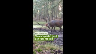 Waarom zijn poelen belangrijk?💦 #natuur #veluwe #dieren