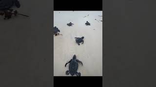 Turtle Release Watamu, Kenya 🇰🇪