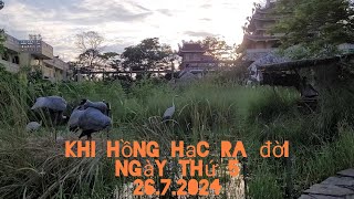 KHI HỒNG HẠC RA ĐỜI, Ngày thứ 5_26.7.2024