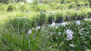 Lupa nama pokok.. #tanaman #petanihujungminggu #kucai #keladibunting #teratai #viralvideo #fyp