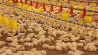 broiler chicken ground farming