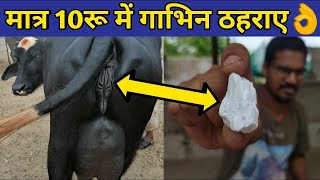 गाय/भैंस को गाभिन ठहराये मात्र 10रू में| Pashu ko Gabhin thahrane |Repeater problem in cow/buffalo