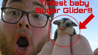 Baby Sugar Glider born on my BACKYARD FARM!!