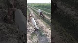 MashaALLAH  cute goats ❤💝#goat #goats #amazing #vlogs #village #animals