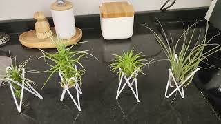 ¿Qué hago con mis tillandsias?