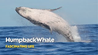 How to watch humpback whales migration