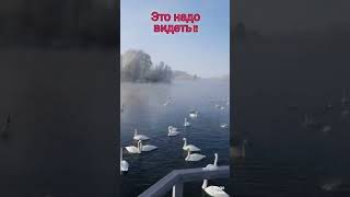 ЛЕБЕДИНОЕ ОЗЕРО на АЛТАЕ 🦢🦢