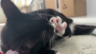 kitten grabs his paw to clean the toe beans