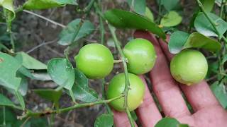 How to grow lemon tree from seeds | how to grow Lemon plant at home | lemon tree growing tips