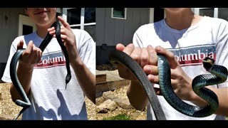 Black Racer Attacks: Serious Bloodshed: Lampreys Salamanders Crawfish Herping Delight