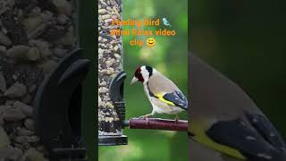 Feeding bird 🐦 mind relax  video clip 😊