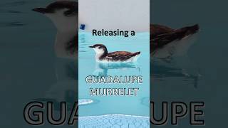 A Guadalupe Murrelet’s Journey Back to the Ocean