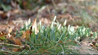 Mosquitoes and Galanthus Nivalis