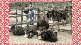 🇺🇦, Big Odessa - "Savannah" ostrich farm (Страусиная ферма)