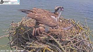 Unringed female interrupts feeding, Maya scares her off. @MantonBay Osprey 20-05-2023