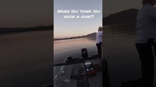 Not the giant I was looking for #fishing #short #subscribe #shortvideo #bassfishing #funny #funnyvid