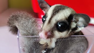 Sugar glider@chi😻