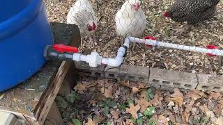 Keeping your Chicken Coop Water from Freezing - Episode 117