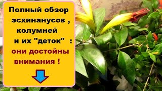 Полный обзор колумней и эсхинантусов ,  взрослых растений и  "деток" :  они достойны внимания !