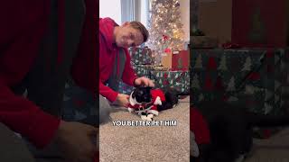 Santa Paws is Comin’ to Town (PART 2) #parody #santapaws #funnycat #catshorts #funnysong #catvideo