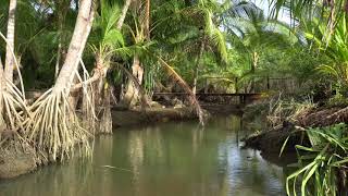 тропический лес . rainforest.