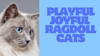 The Playful Joy of Ragdoll Cats Discovered