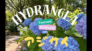 アジサイ(HYDRANGEA) Ortanca   çiçekleri（Tsurumi Ryokuchi Park walking)