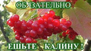 полезные свойства калины ! калина для женского организма ! варенье из калины как использовать ягоды