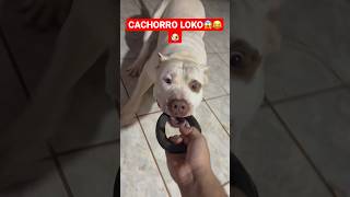 Treinamento Pitbull 😂 (INSCREVA-SE VAMOS BATER MIL INSCRITOS) #shorts #short #viral #pitbull