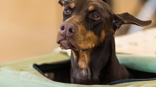 Dock Diving with a Doberman: Is It Possible?