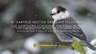 Gray Jay Survival; W. Garfield Weston Fellow Koley Freeman's Research