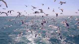 TERRES DE L'EBRE. RESERVA DE LA BIOSFERA - Sortida ornitològica amb vaixell a La Ràita