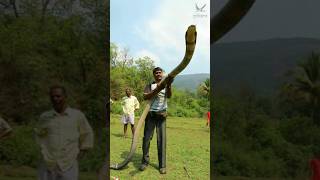 ১৮ ফুট লম্বা কিং কোবরা! 18 Feet Long King Cobta #shorts #snake #viral