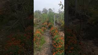 Guawa farming with inter crop of marigold #flowers #fruit #farming