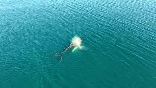 Whale watching Sand Point Alaska, 6-10-18