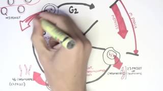 Cell biology-Cell Cycle Overview, Interphase