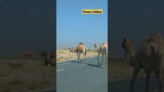 Majestic Camels in the Dubai Desert | Peaceful Journey Through the UAE Sands