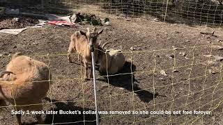 A sad day on the homestead. Buckets the Nigerian dwarf goat