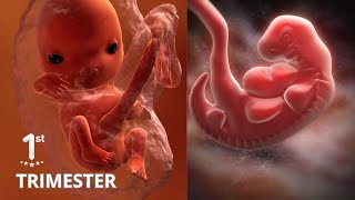 Pregnancy :The first trimester♡3D Animated : Pregnancy symptoms.